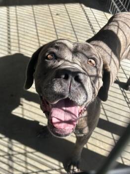 Rescue Cane Corso Dogs for Adoption in Little Elm, Texas - Tasha | PetCurious