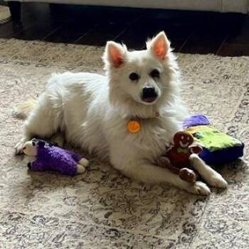 American Eskimo Dog Dogs Available for Adoption in Normal, Illinois - Glitters | PetCurious