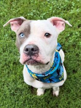 CHANCE -  Pit Bull Terrier and Mixed Breed Dog for Adoption in Tulsa, Oklahoma - CHANCE | PetCurious