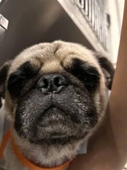 AGENT K -  Pug Dog for Adoption in Riverside, California - AGENT K | PetCurious