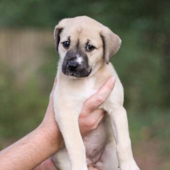 Scooter -  Mixed Breed Dog for Adoption in Durham, North Carolina - Scooter | PetCurious