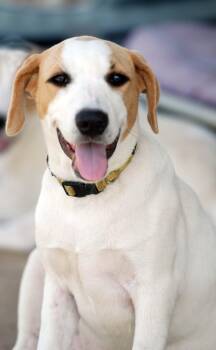 Dolly -  Labrador Retriever and Hound Dog for Adoption in Madisonville, Texas - Dolly | PetCurious