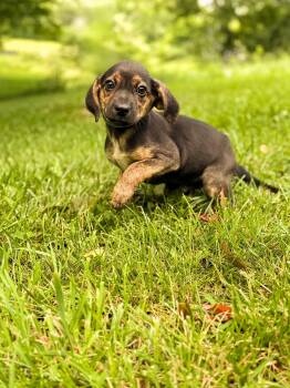Simon -  Mixed Breed Dog for Adoption in Gradyville, Kentucky - Simon | PetCurious