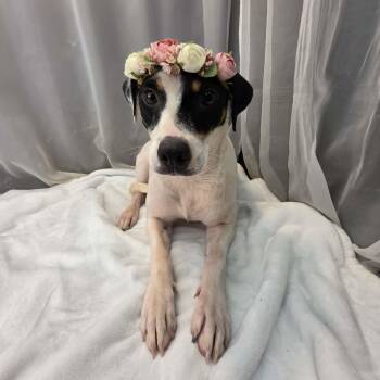 Destiny -  Rat Terrier and Jack Russell Terrier Dog for Adoption in Foley, Alabama - Destiny | PetCurious