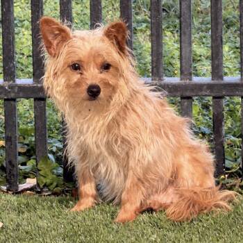 Jolene -  Terrier and Mixed Breed Dog for Adoption in San Antonio, Texas - Jolene | PetCurious