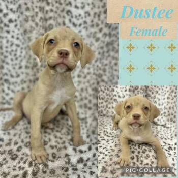 Boxer Dogs Available for Adoption in Manchester, Connecticut - Dustee | PetCurious