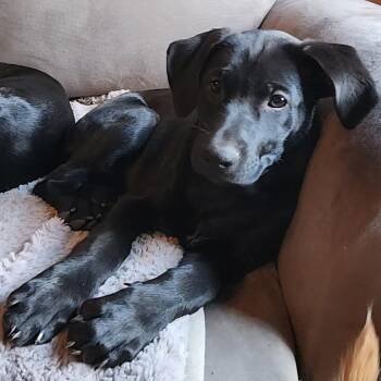 Mixed Breed Dogs Available for Adoption - Kepli | PetCurious