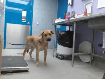 CANELA -  Labrador Retriever and Husky Dog for Adoption in Albuquerque, New Mexico - CANELA | PetCurious
