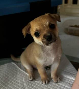 Chihuahua Dogs Available for Adoption in St. Augustine, Florida - Boba | PetCurious