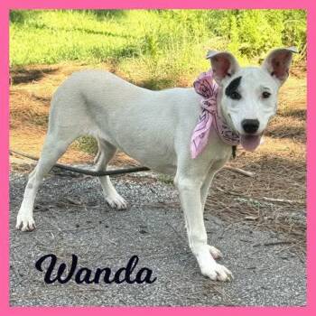 Wanda -  Mixed Breed Dog for Adoption in Sumter, South Carolina - Wanda | PetCurious