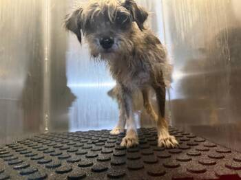 MOCHI -  Terrier and Mixed Breed Dog for Adoption in San Antonio, Texas - MOCHI | PetCurious