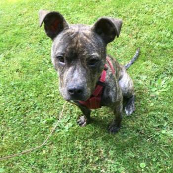 Pit Bull Terrier Dogs Available for Adoption in Kirkland, Washington - Meet Taylor - A Great Companion! | PetCurious