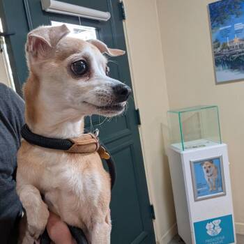 Salami -  Chihuahua and Mixed Breed Dog for Adoption in Pasadena, California - Salami | PetCurious