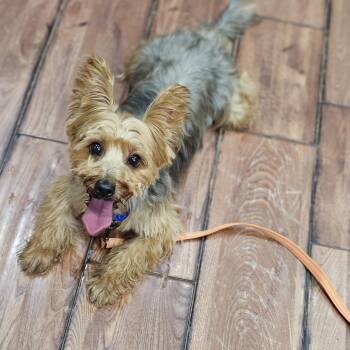 Walker Springfield -  Yorkshire Terrier and Silky Terrier Dog for Adoption in Shiloh, Illinois - Walker Springfield | PetCurious
