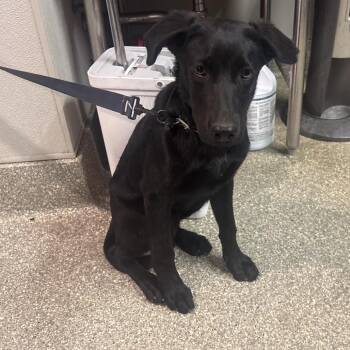 IVHS-Stray-143237 -  Shepherd Dog for Adoption in San Gabriel, California - IVHS-Stray-143237 | PetCurious