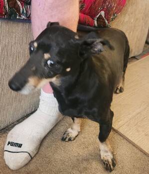 Olly -  Dachshund Dog for Adoption in Yarnell, Arizona - Olly | PetCurious