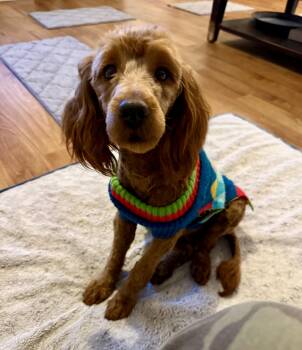 Goldendoodle Dogs Available for Adoption - Simon  | PetCurious