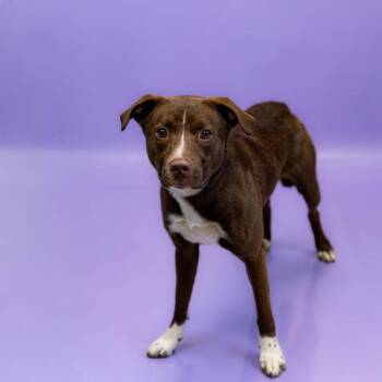 Shepherd Dogs Available for Adoption in Lawrenceville, Georgia - Pen 191c Noodles | PetCurious