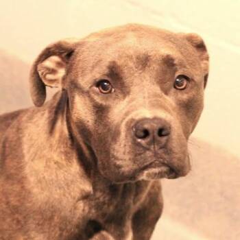 26-01565 -  Pit Bull Terrier Dog for Adoption in Fredericksburg, Virginia - 26-01565 | PetCurious