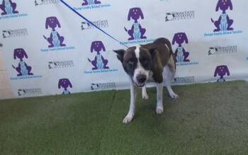 BELLA -  Pit Bull Terrier and Mixed Breed Dog for Adoption in Orlando, Florida - BELLA | PetCurious
