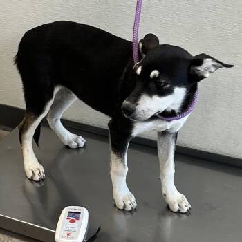 112224 -  Mixed Breed Dog for Adoption in Las Cruces, New Mexico - 112224 | PetCurious