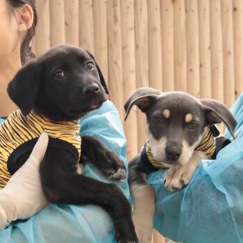 Mixed Breed Dogs Available for Adoption in Philadelphia, Pennsylvania - Beyond | PetCurious