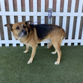 A613784 -  German Shepherd Dog Dog for Adoption in Modesto, California - A613784 | PetCurious