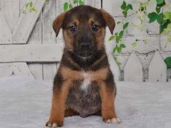 JAKE -  Catahoula Leopard Dog and Mixed Breed Dog for Adoption in Oroville, California - JAKE | PetCurious