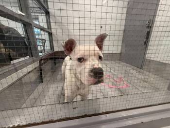 A1265933 -  Pit Bull Terrier and Mixed Breed Dog for Adoption in Charlotte, North Carolina - A1265933 | PetCurious