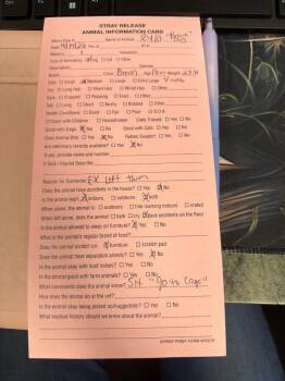 Black Mouth Cur Dogs Available for Adoption in Hopkinsville, Kentucky - Rylo | PetCurious