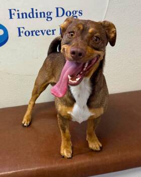 Chapo -  Chiweenie Dog for Adoption in Las Vegas, Nevada - Chapo | PetCurious