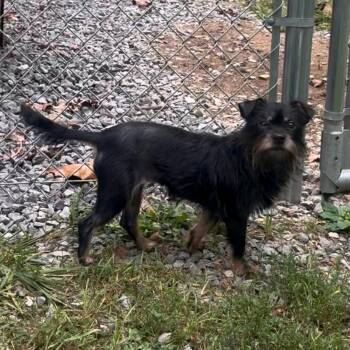 Rita -  Yorkshire Terrier and Mixed Breed Dog for Adoption in Fairmont, West Virginia - Rita | PetCurious