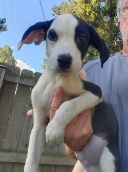 BACON -  Cattle Dog Dog for Adoption in Holbrook, New York - BACON | PetCurious