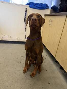 Doberman Pinscher Dogs Available for Adoption in Camarillo, California - FRANKLIN | PetCurious