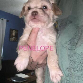 Shih Tzu and Mixed Breed Dogs Available for Adoption in Broken Arrow, Oklahoma - Penelope Bridgerton | PetCurious