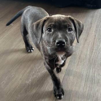 Rocky Road -  Pit Bull Terrier and Great Dane Dog for Adoption in Hilton, New York - Rocky Road | PetCurious