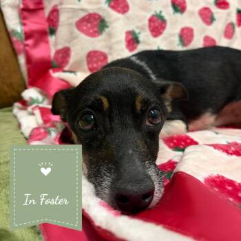 Quinton -  Chihuahua Dog for Adoption in St. Augustine, Florida - Quinton | PetCurious