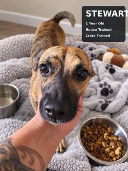 Stewart -  Chihuahua Dog for Adoption in Fort Worth, Texas - Stewart | PetCurious