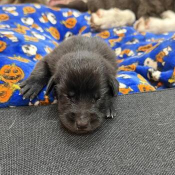 Baby girl 4 -  Border Collie and Mixed Breed Dog for Adoption in San Diego, California - Baby Girl 4 | PetCurious