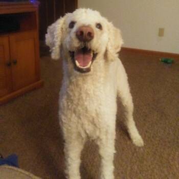 Rescue Standard Poodle Dogs for Adoption in Tomah, Wisconsin - King | PetCurious
