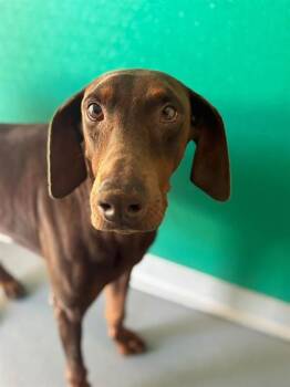 A256063 -  Doberman Pinscher and Mixed Breed Dog for Adoption in Visalia, California - A256063 | PetCurious