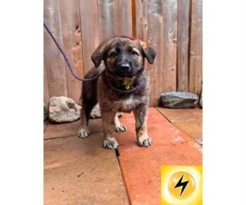 Pikachu -  Mixed Breed Dog Available for Adoption in Milton, Delaware - Pikachu | PetCurious