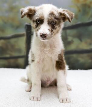 Aussie Puppies -- Bruce -  Australian Shepherd Dog for Adoption in Casa Grande, Arizona - Aussie Puppies -- Bruce | PetCurious