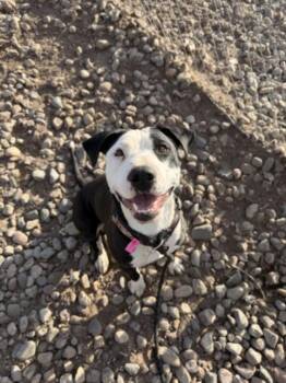 Pit Bull Terrier and Mixed Breed Dogs Available for Adoption - MORTICIA | PetCurious