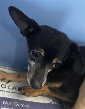 ADONIS -  Chihuahua Dog Available for Adoption in San Bernardino, California - ADONIS | PetCurious