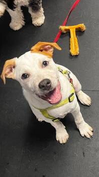 Australian Cattle Dog Blue Heeler and American Staffordshire Terrier Dogs Available for Adoption in Bellingham, Washington - Hamlet | PetCurious