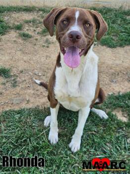 Pointer and Labrador Retriever Dogs Available for Adoption in Maryville, Tennessee - Rhonda | PetCurious