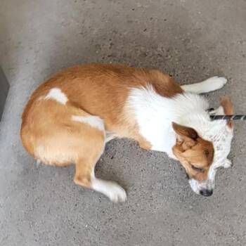 107456 -  Mixed Breed Dog for Adoption in Las Cruces, New Mexico - 107456 | PetCurious