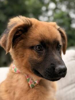 Peanut Butter (8027) -  Shepherd and Mixed Breed Dog for Adoption in Lindenhurst, New York - Peanut Butter (8027) | PetCurious