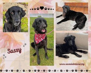 Sassy -  Flat Coated Retriever Dog for Adoption in Middletown, Rhode Island - Sassy | PetCurious